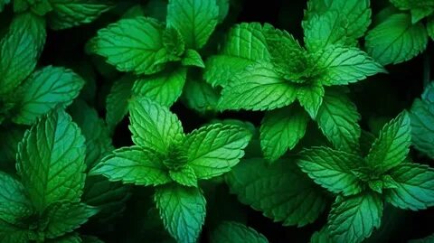 سفارش اینترنتی سبزی نعناع خشک تازه + خرید اقتصادی